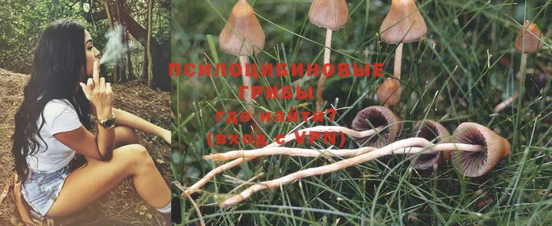 где можно купить наркотик  Бабаево  Галлюциногенные грибы Psilocybe 